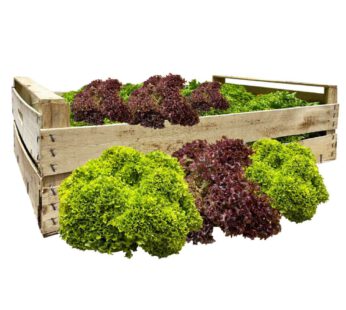Mixsalat