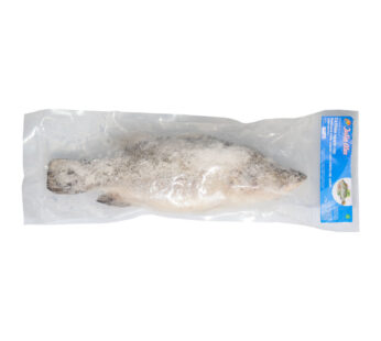 Barramundi Roh ganz / Cá Chẽm Nguyên Con